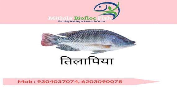 Tilapia Fish Farming Information