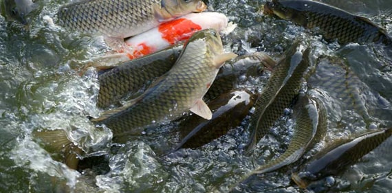 Biofloc Fish Farming in India